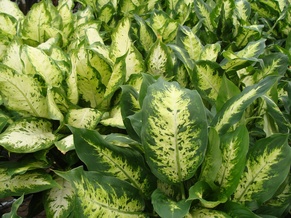 Dieffenbachia Compacta Plant